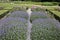 Lavender Flowers and hortensia