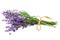 Lavender flowers isolated on white background. bunch of lavender flowers