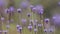 Lavender flowers landscape close up abstract soft focus natural background