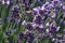 Lavender flowers, latin name Lavandula Angustifolia, in full blossom with some bees flying around them, collecting pollen.