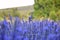 Lavender flowers (Lavandula angustifolia) cultivated in terraces.