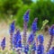 Lavender flowers macro