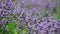 Lavender flowers macro purple nature close up 4k video