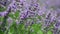 Lavender flowers macro purple nature close up 4k video