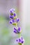 Lavender flowers macro shot with details