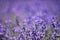 Lavender flowers meadow springtime nature