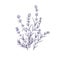 Lavender flowers, outlined botanical floral drawing. Field French lavanda bunch. Contoured engraved lavendar. Provence