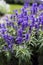 Lavender Flowers from a Park in ZÃ¼rich