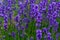 Lavender flowers with pollen feeding insects