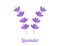 Lavender flowers. Purple flat design lavender flowers symbols isolated on white background