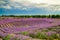 Lavender flowers scenic in Huochen county