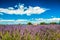 Lavender flowers in a soft focus with pastel colors, Provence, France