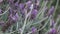 Lavender Flowers, Spring Morning, slider shot 4k