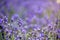 Lavender flowers springtime nature