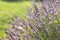 Lavender flowers at sunlight in a soft focus, pastel colors and blur background. Violet lavande field in Provence with