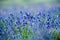 Lavender flowers - Sunset over a summer purple lavender field.