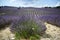 lavender flowers - Sunset over a summer purple lavender field . Bunch of scented flowers in the lavanda fields of the