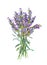 Lavender flowers. Watercolor medical herb