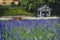 Lavender flowers at Wellington Botanic Garden, New Zealand