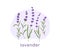 Lavender flowers, wild purple floral plants composition. Lavanda blooms, lavander stems. Lavandula, lavendar branches