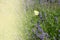 Lavender flowers with yellow butterfly in a soft focus, pastel colors and blur background. Violet lavande field in