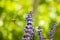 Lavender with flying bumblebee and bokeh