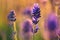 Lavender in Focus: A Stunning Visual Display