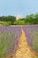 Lavender in French drome