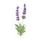 Lavender, French flowers. Lavanda, aromatic floral plant. Botanical retro realistic drawing of lavandula, lavendar