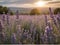 Lavender Garden with Sunrise