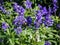 Lavender in garden and the wasp collect nectar of flower