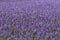 Lavender giant hyssop Agastache foeniculum