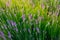 Lavender and green grass during sunset. A field of lavender. Plants for aromatherapy.