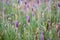 Lavender growing in a field