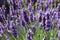 Lavender growing in a garden