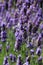 Lavender growing in a garden, portrait tall