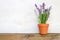 Lavender growing in a pot