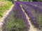 Lavender growing in rows in the Tuscan countryside near Santa Luce, Pisa, Italy