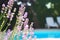 Lavender growing on villa house yard, flower buds on a blurred background with swimming pool and sunbeds.