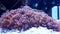 Lavender Hairy Mushroom coral
