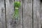 Lavender hanging on the old wooden wall