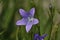 Lavender harebells wild flowers, campanula rotundifolia