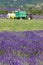 Lavender harvest