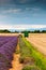 Lavender harvest