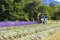 Lavender harvest