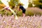 Lavender Harvest on a field