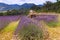 Lavender harvest, France