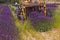 Lavender harvest, France