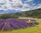 Lavender harvest, France