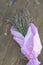 Lavender harvesting Lavender bouquet on dark wooden background Aromatherapy concept
